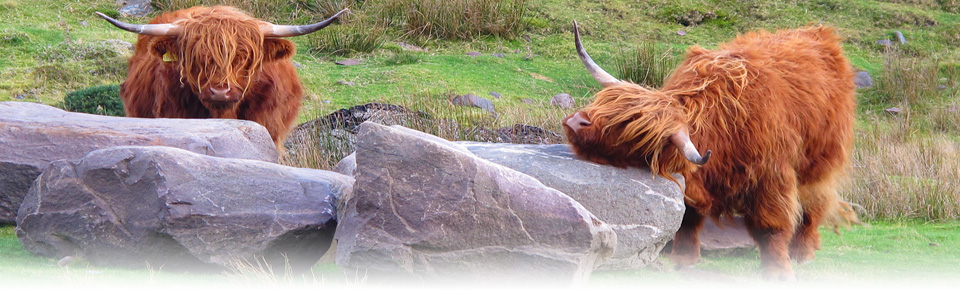 Highland Cattle, Skye