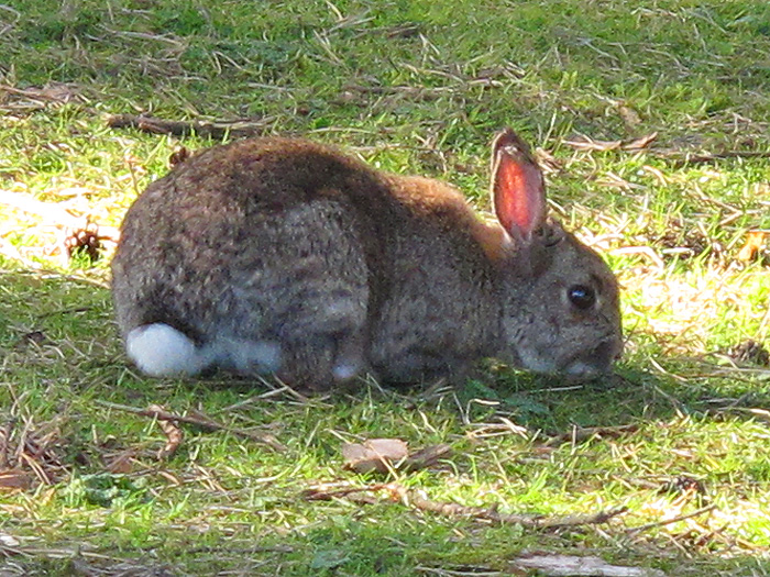 Bunny Rabbit, The Lump, Portree, Skye