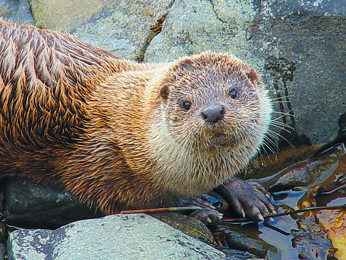 Otter, Isle of Skye