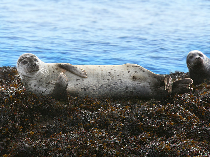 Seal, Isle of Skye